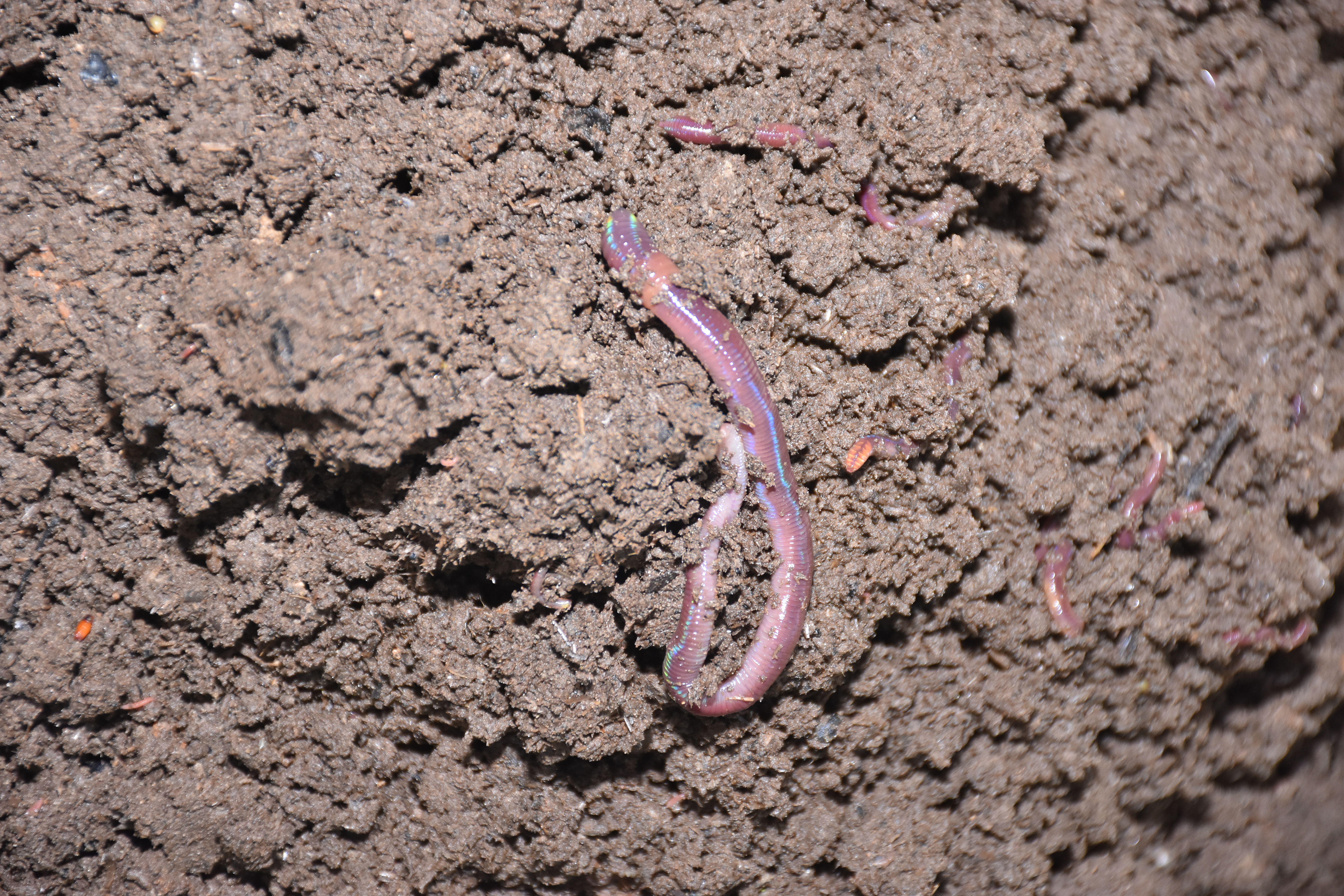 Earthworms for Vermicomposting