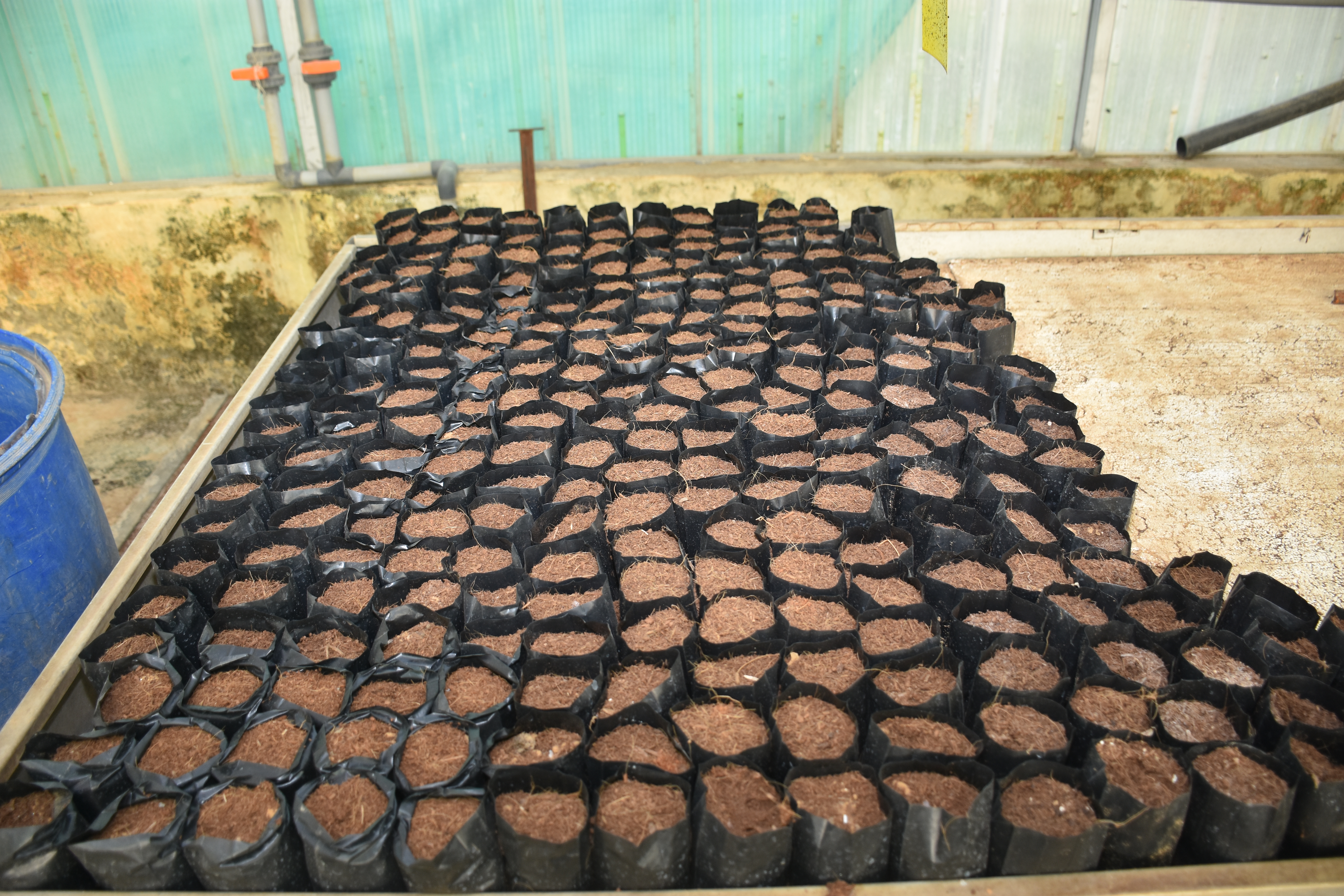 Coco Peat