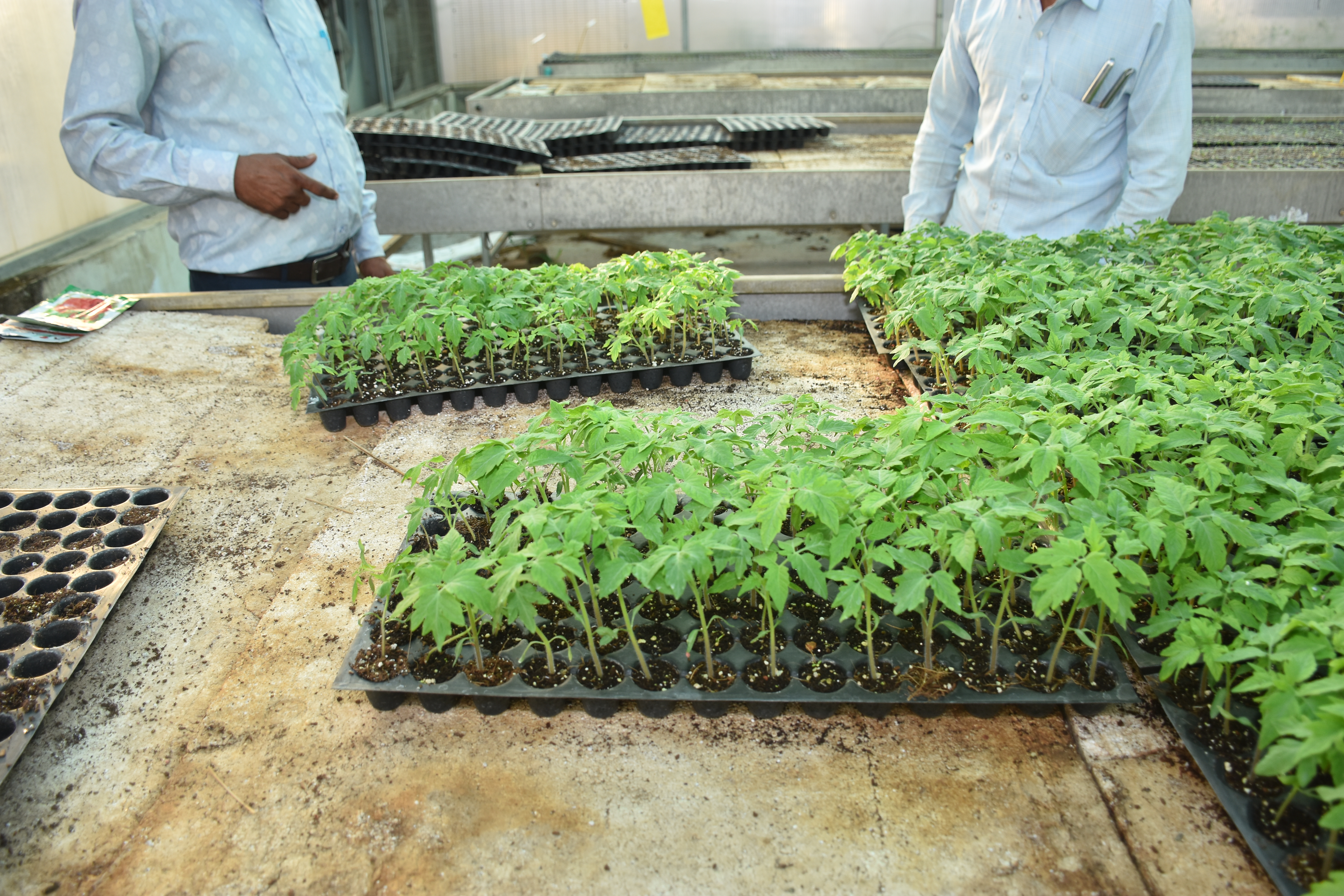 Pro Tray Nursery Seedlings