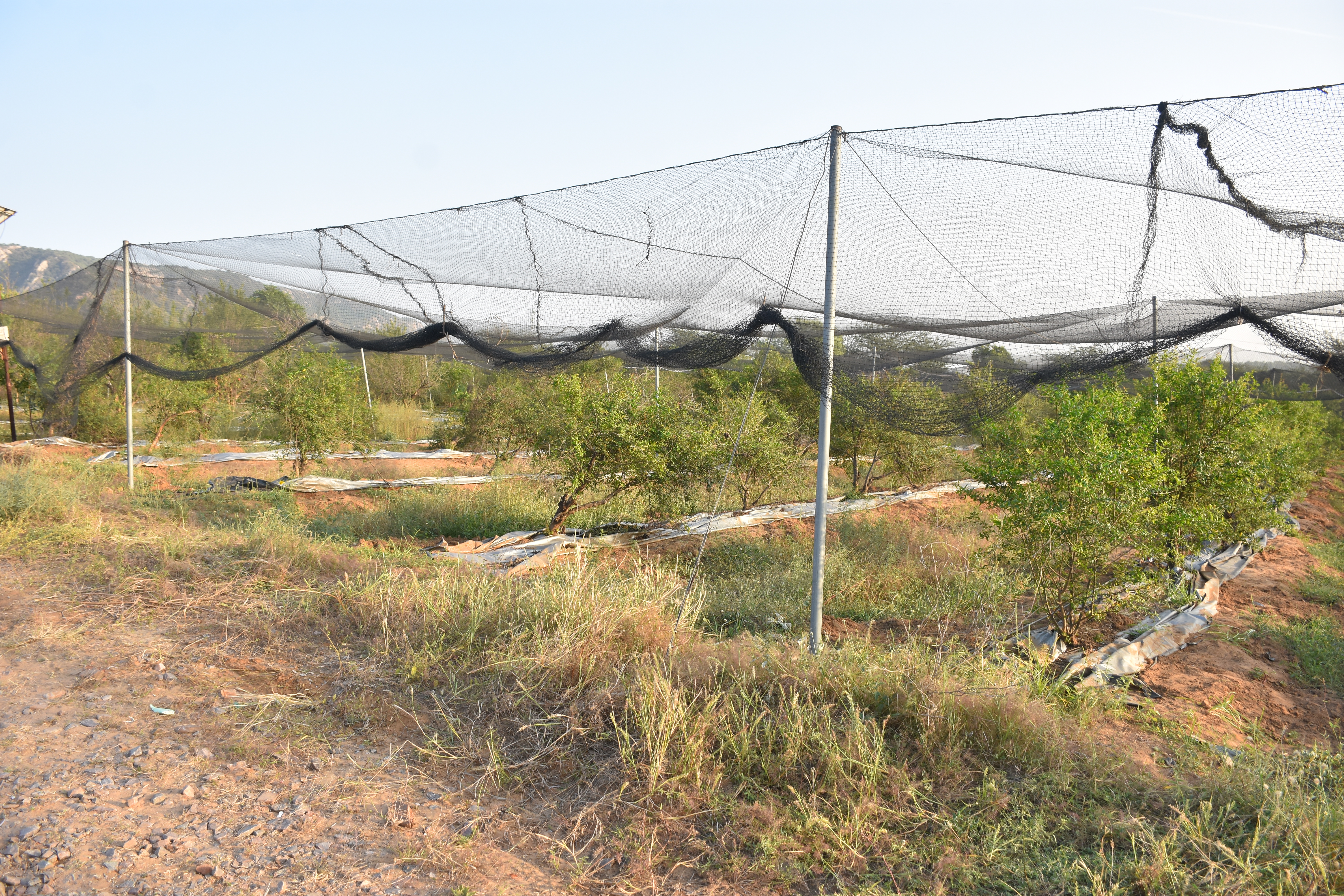 Anti Bird Net Orchard Protection