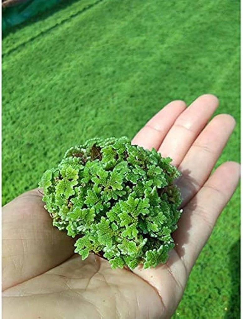 Azolla Seed Culture