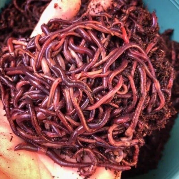 Earthworms for Vermicomposting