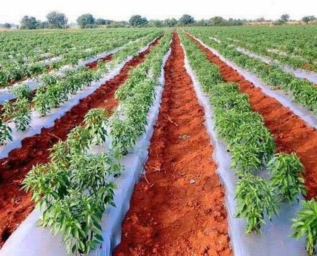 Mulching Sheet